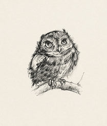 Study of an owl