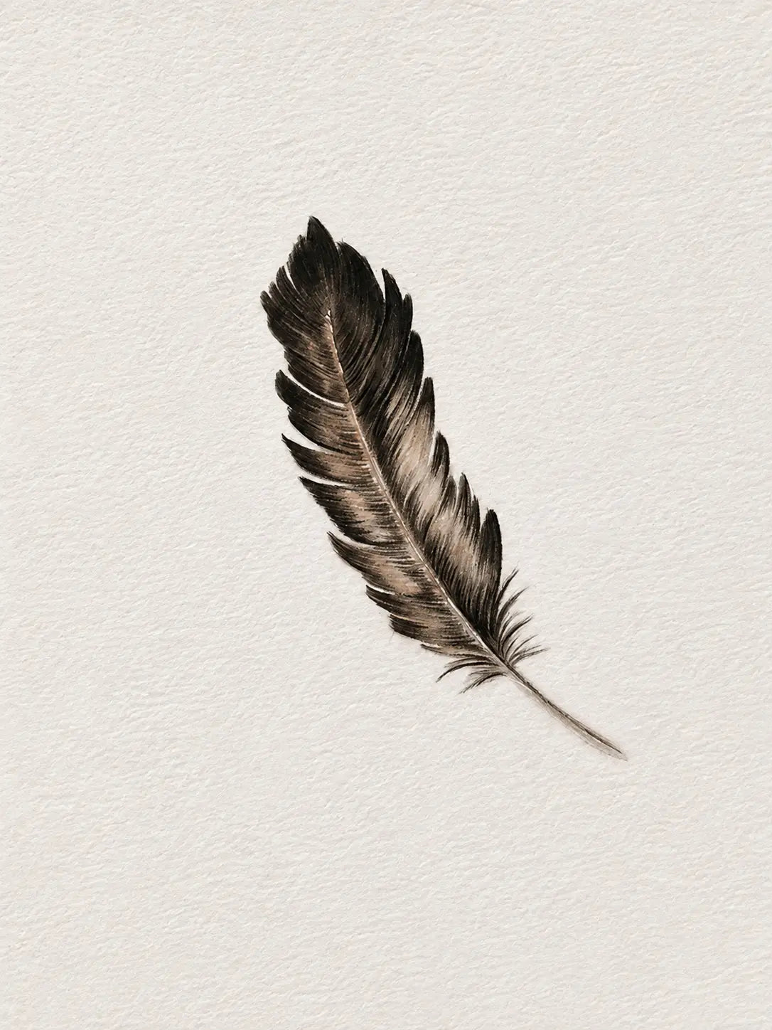 Study of a feather